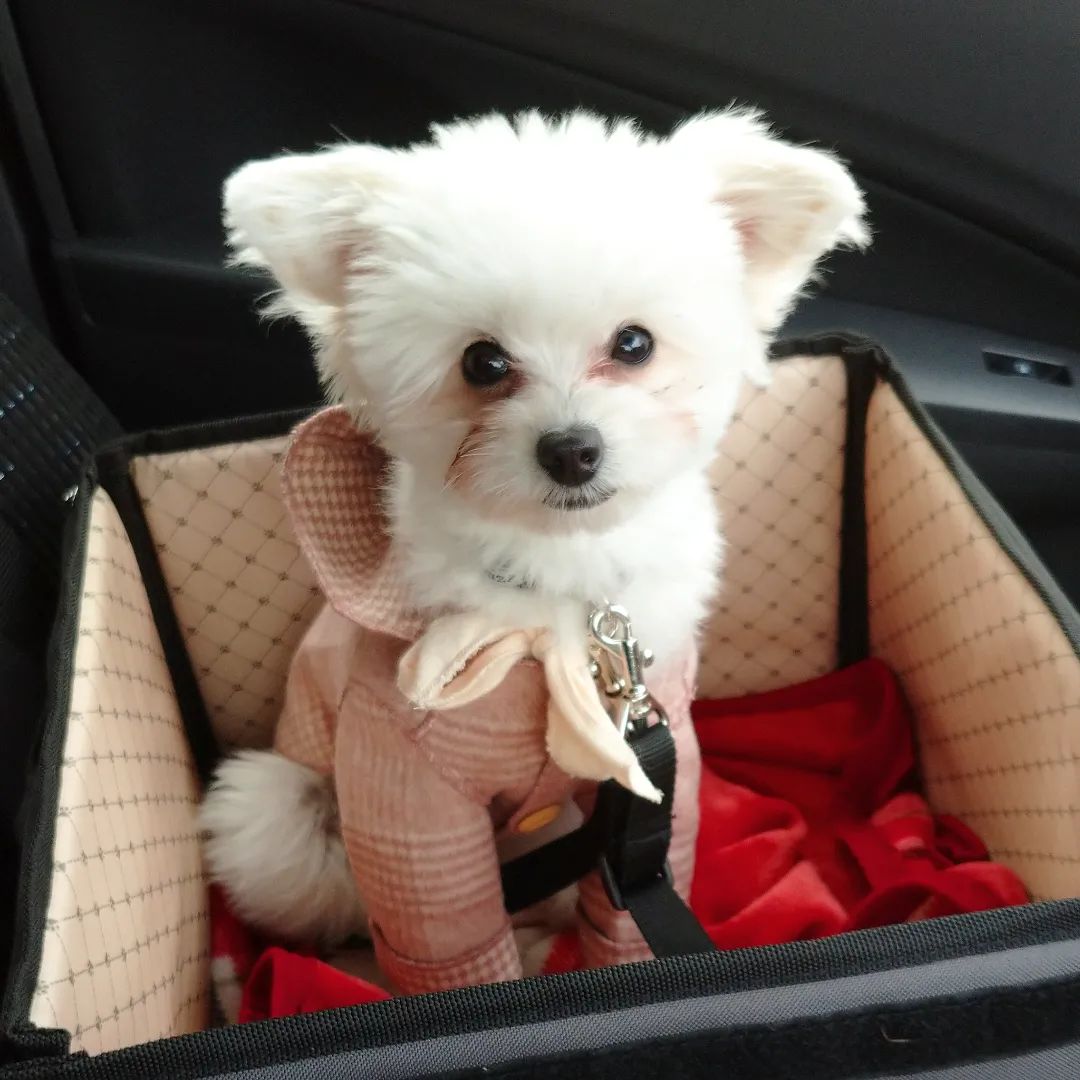 ミルちゃんの特徴