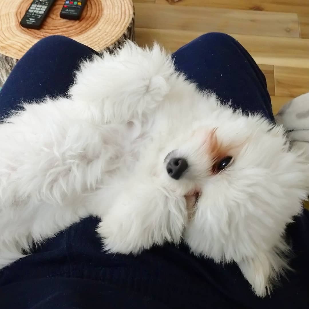 ミルちゃんの性格