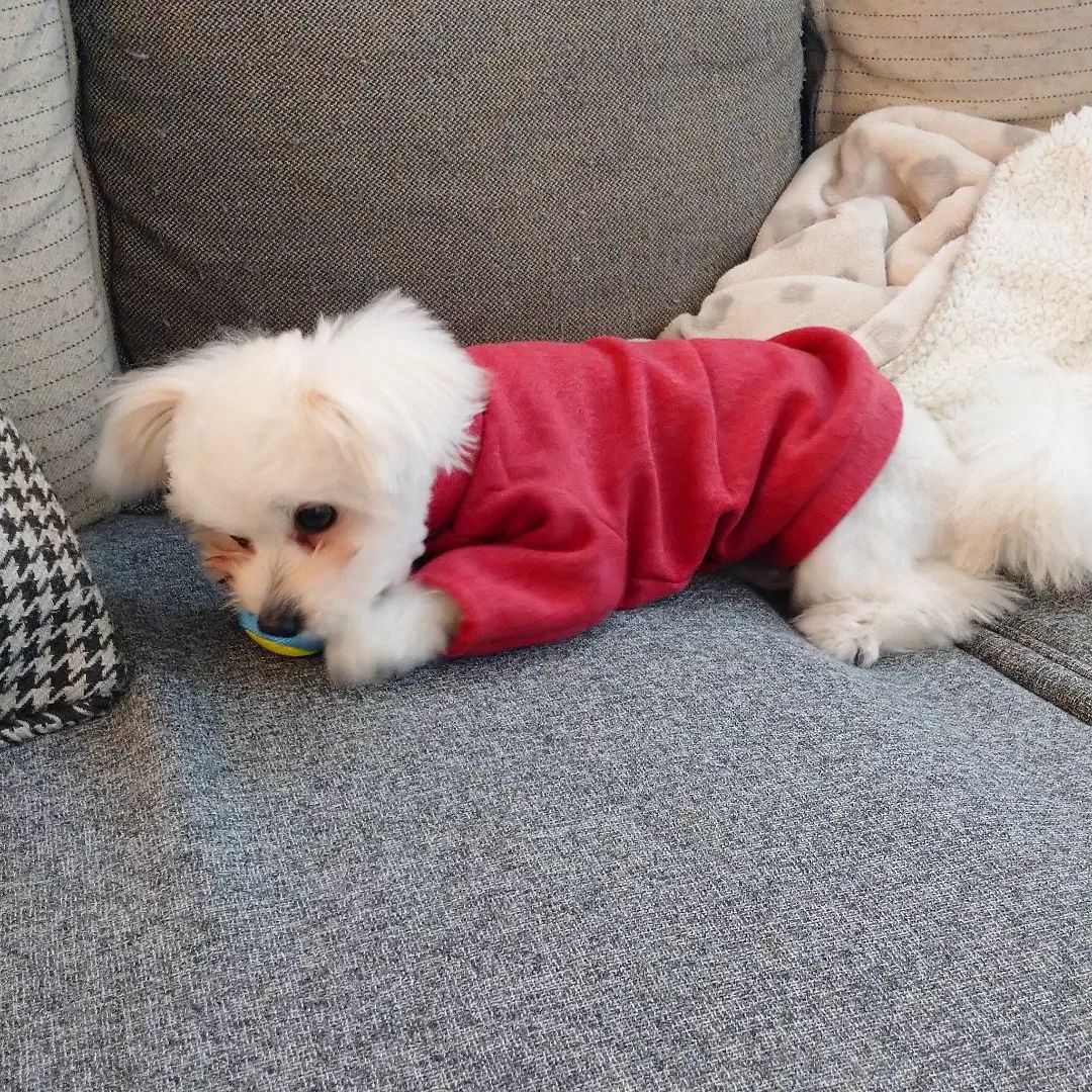 ミルちゃんのプロフィール