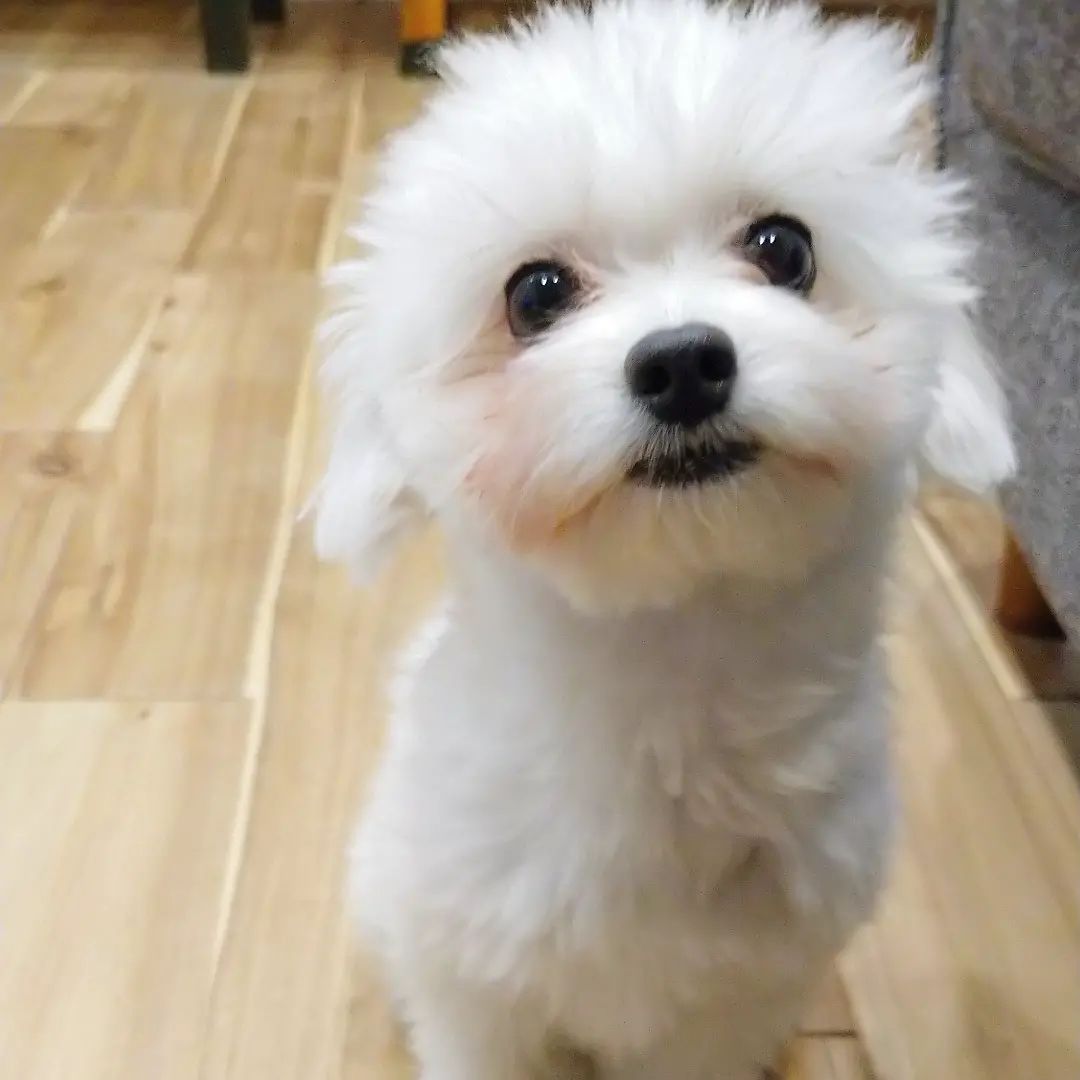 ミルちゃんのプロフィール