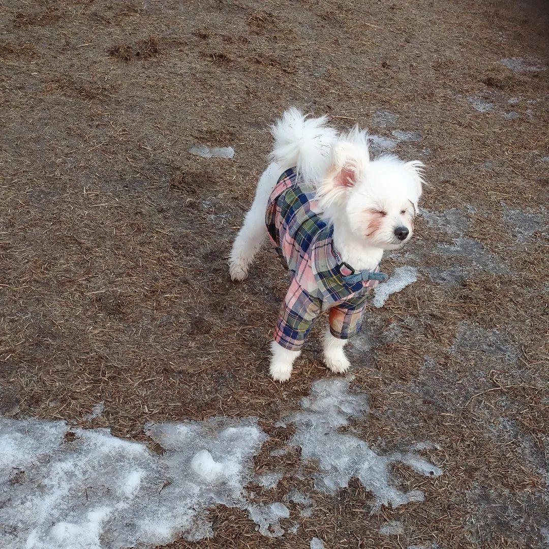 ミルちゃんのプロフィール