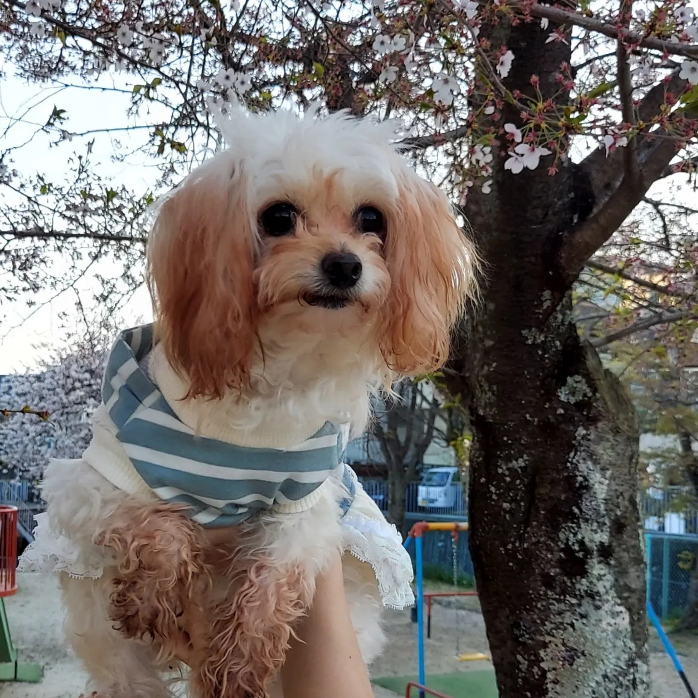 シェリーちゃんのプロフィール