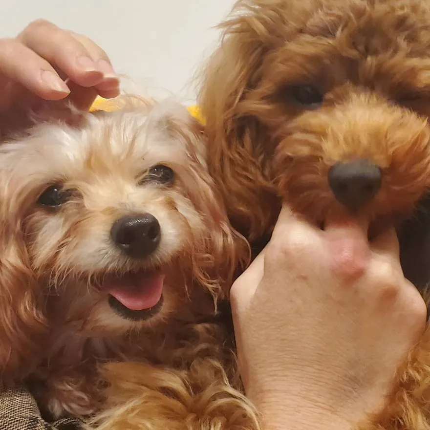 シェリーちゃんのプロフィール