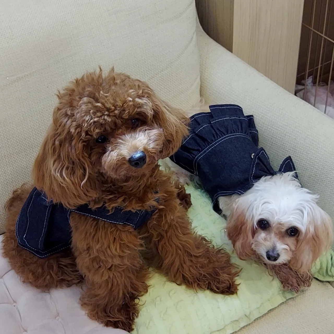 シェリーちゃんのプロフィール