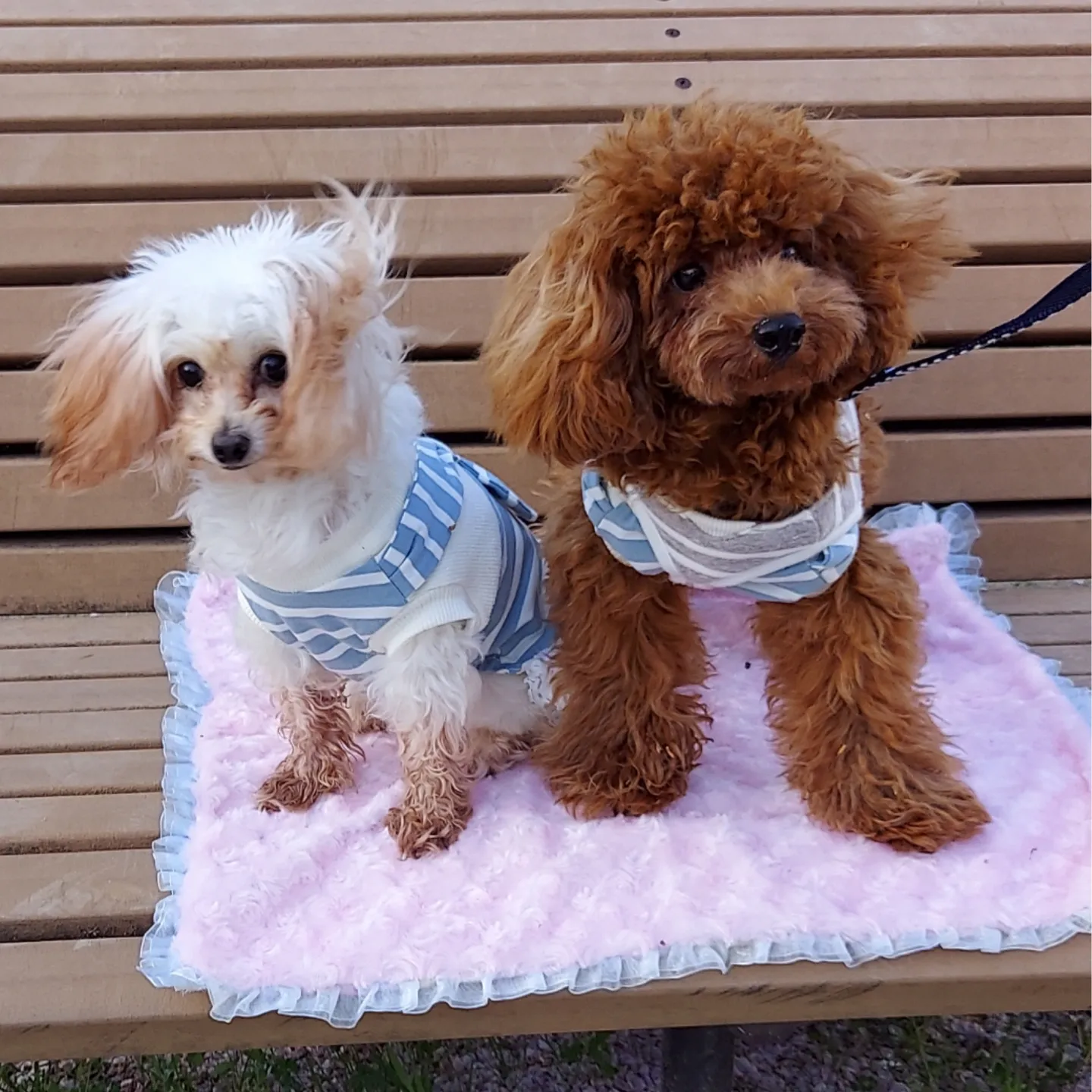 シェリーちゃんのプロフィール